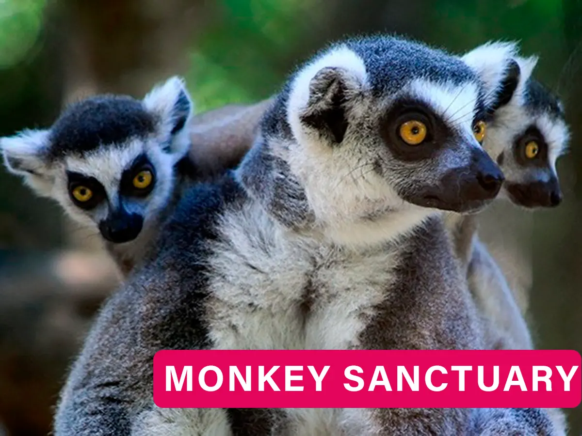 Close photo of three lemurs at Akumal Monkey Sancutary & Rescued Animals